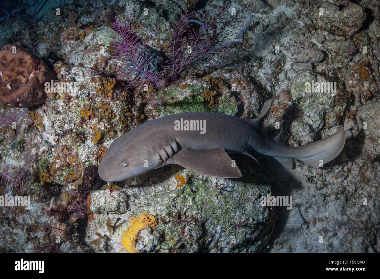 Jeune requin nourrice de chasser une proie dans la nuit dans les Caraïbes. Banque D'Images