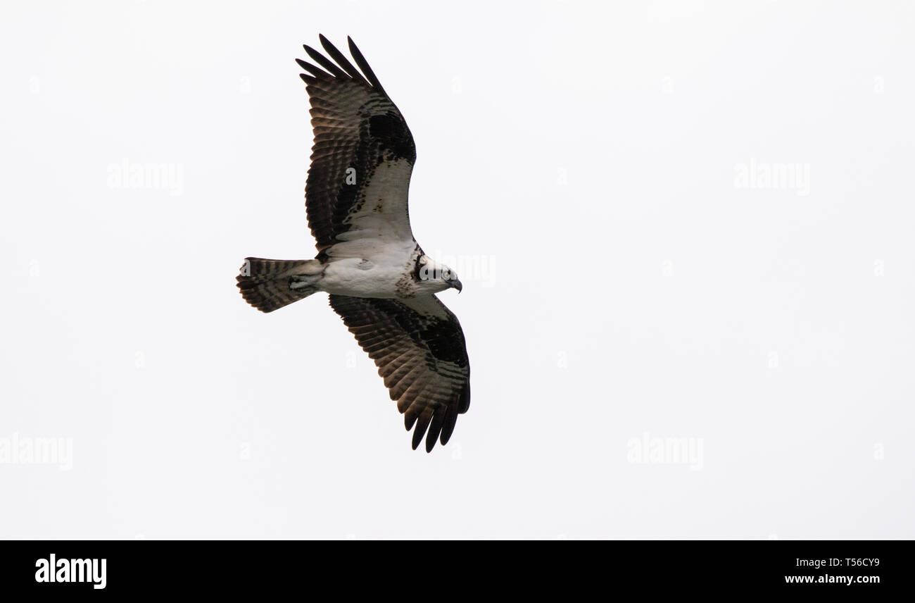 Le scoutisme Osprey Lake Banque D'Images