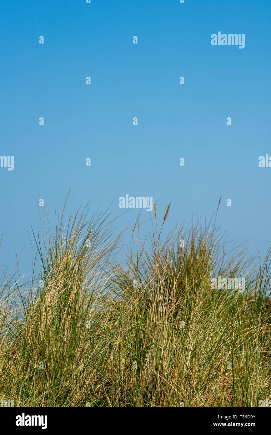 L'herbe maram et des dunes de sable à l'été avec ciel bleu à bembridge sur l'île de Wight. Banque D'Images