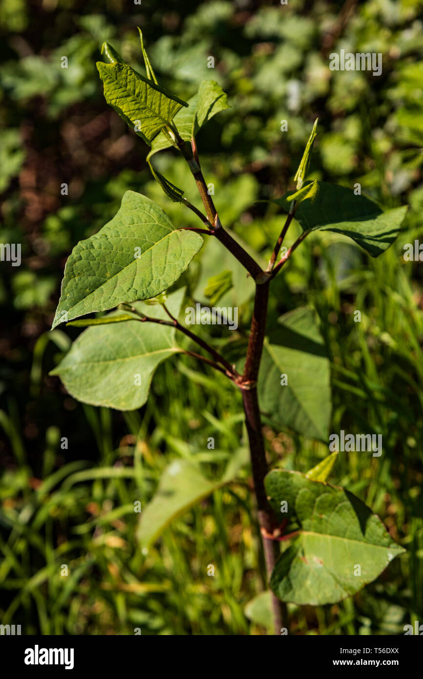 La renouée japonaise (Fallopia japonica) croissant au printemps, les plantes envahissantes, Allemagne Banque D'Images