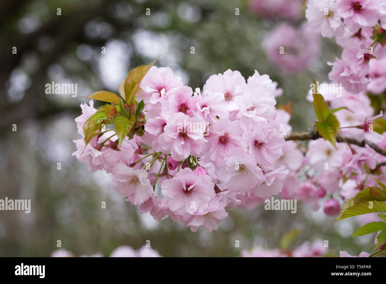 Matsumae-hayazaki Prunus en fleurs. Banque D'Images