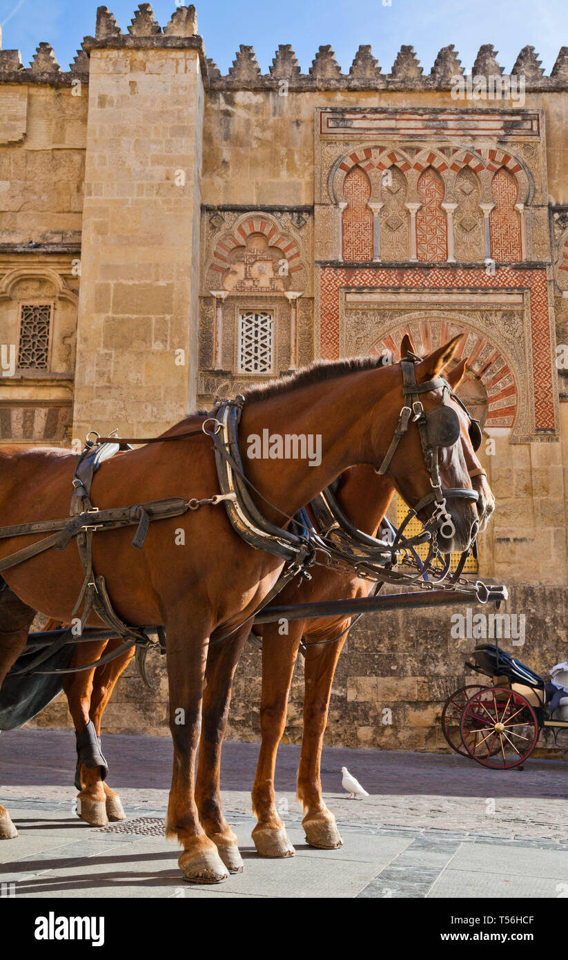 Les chevaux l'attendaient à la Mezquita, Cordoba, Espagne. Banque D'Images