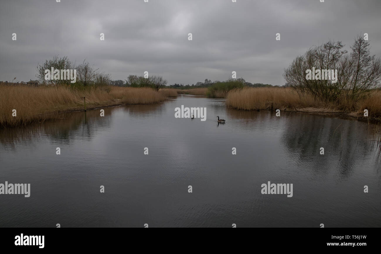 Wetlands Centre - Londres Banque D'Images