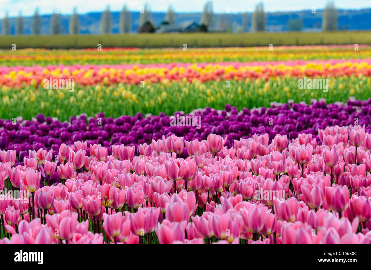 Tulip festival a plusieurs rangées de fleurs tulipes colorées Banque D'Images