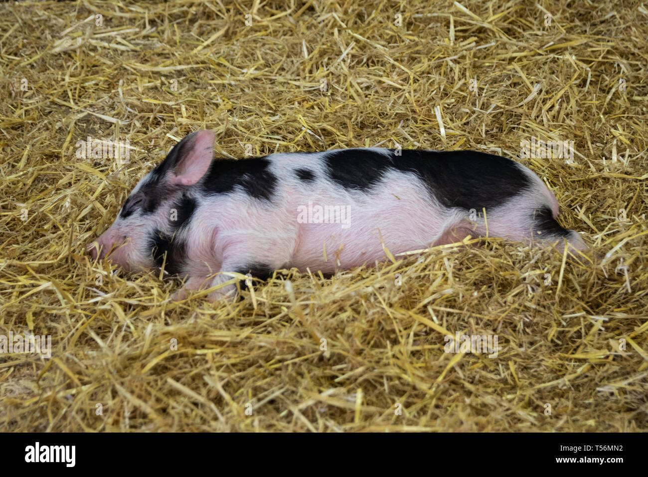 Un jeune petit cochon dormir sur du foin d'or Banque D'Images