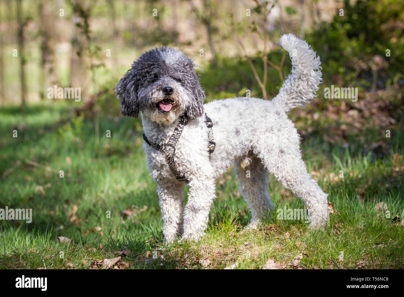 Caniche miniature (Kleinpudel) sur une journée de printemps ensoleillée Banque D'Images