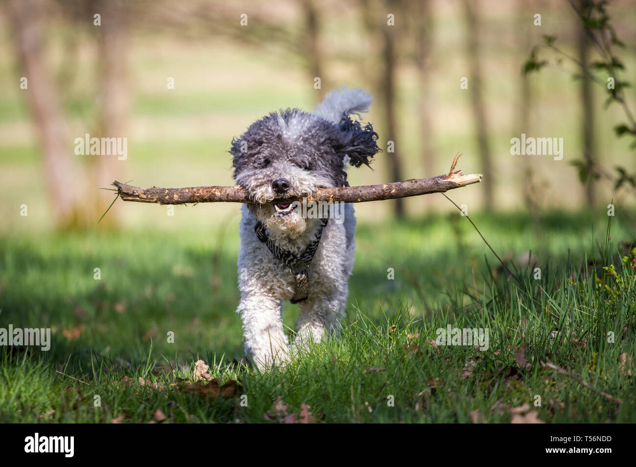 Caniche miniature (Kleinpudel) sur une journée de printemps ensoleillée Banque D'Images