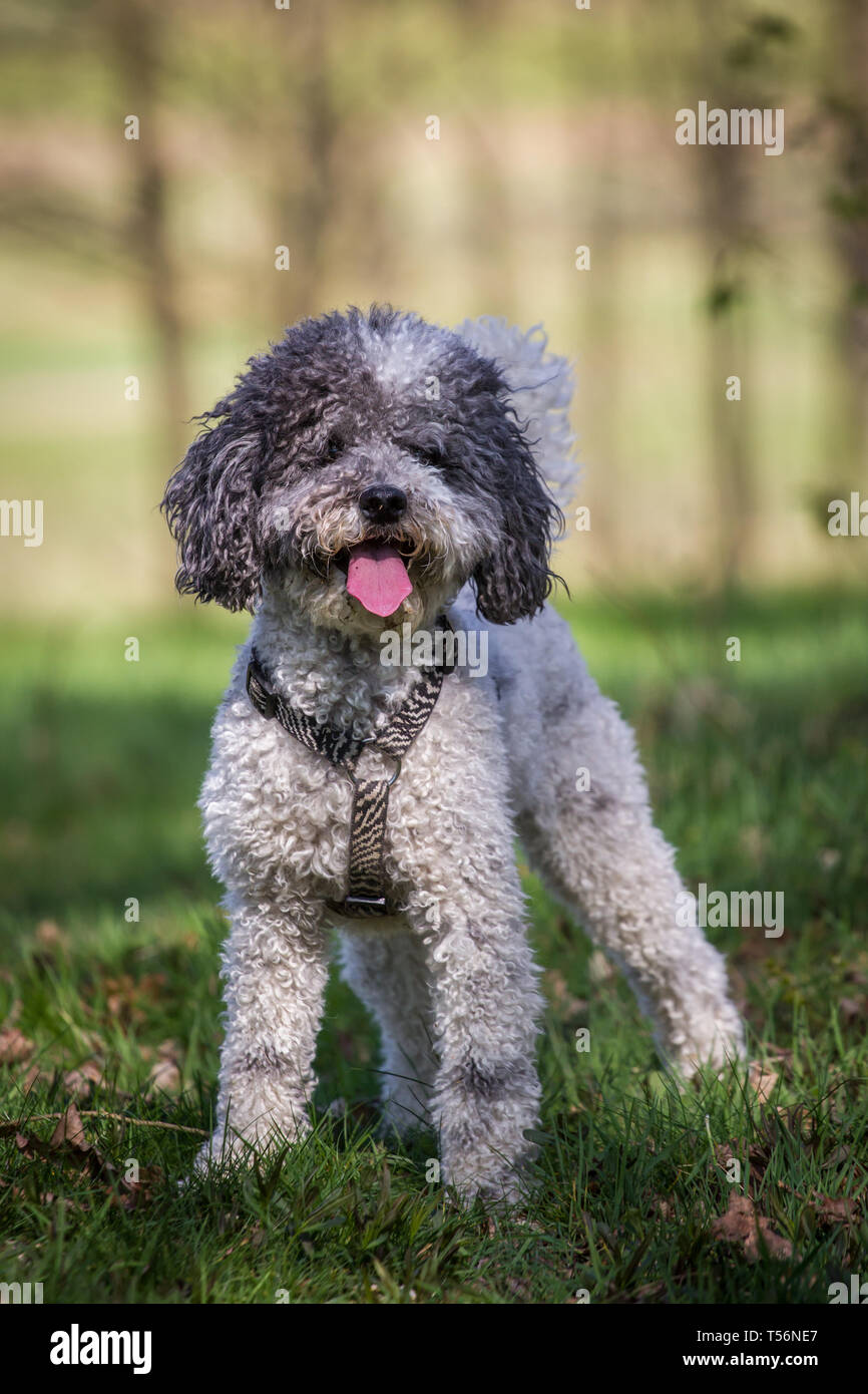 Caniche miniature (Kleinpudel) sur une journée de printemps ensoleillée Banque D'Images