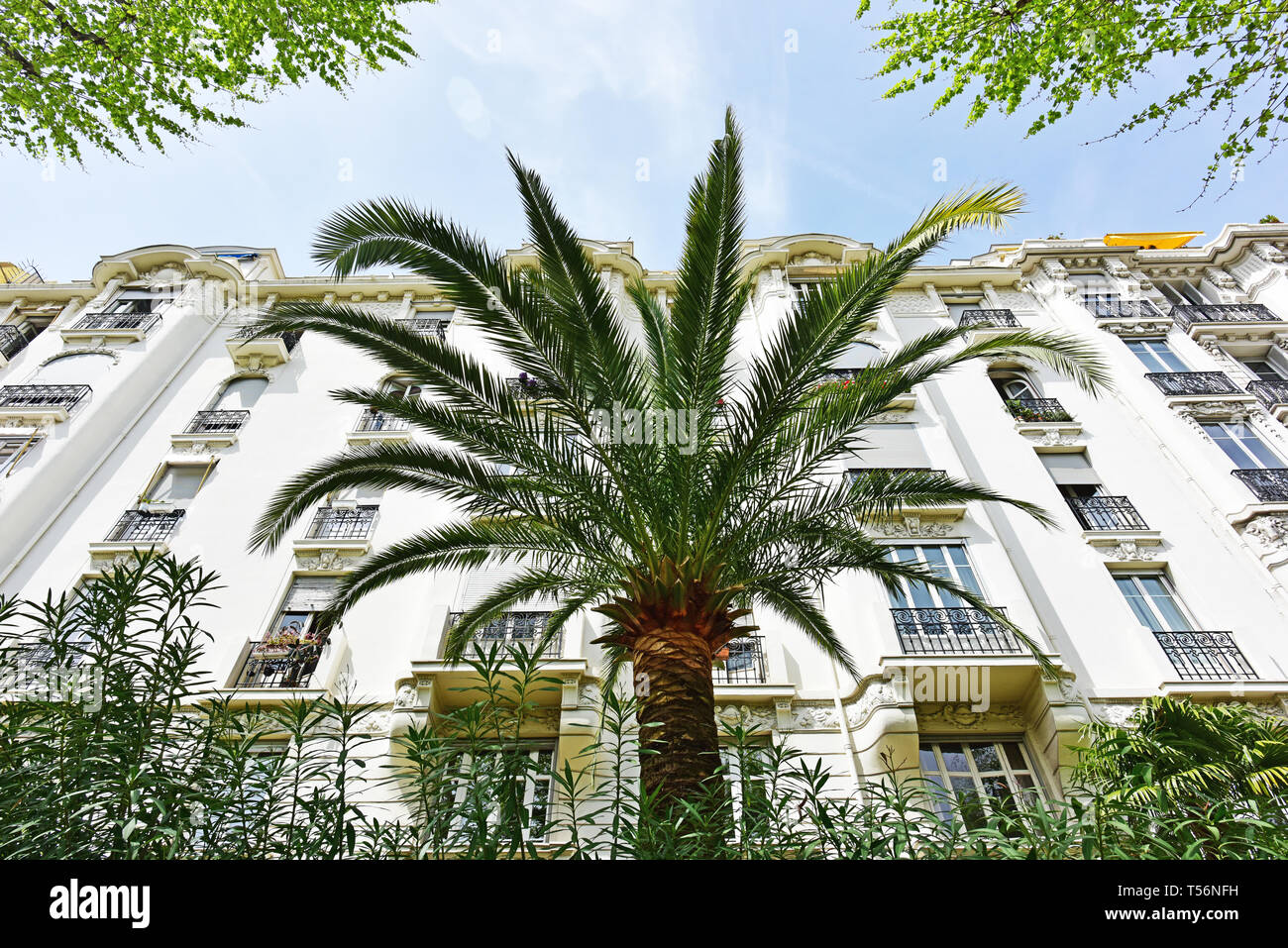 Palmier et d'immeubles d'appartements sur la côte d'Azur dans le sud de la France. Banque D'Images