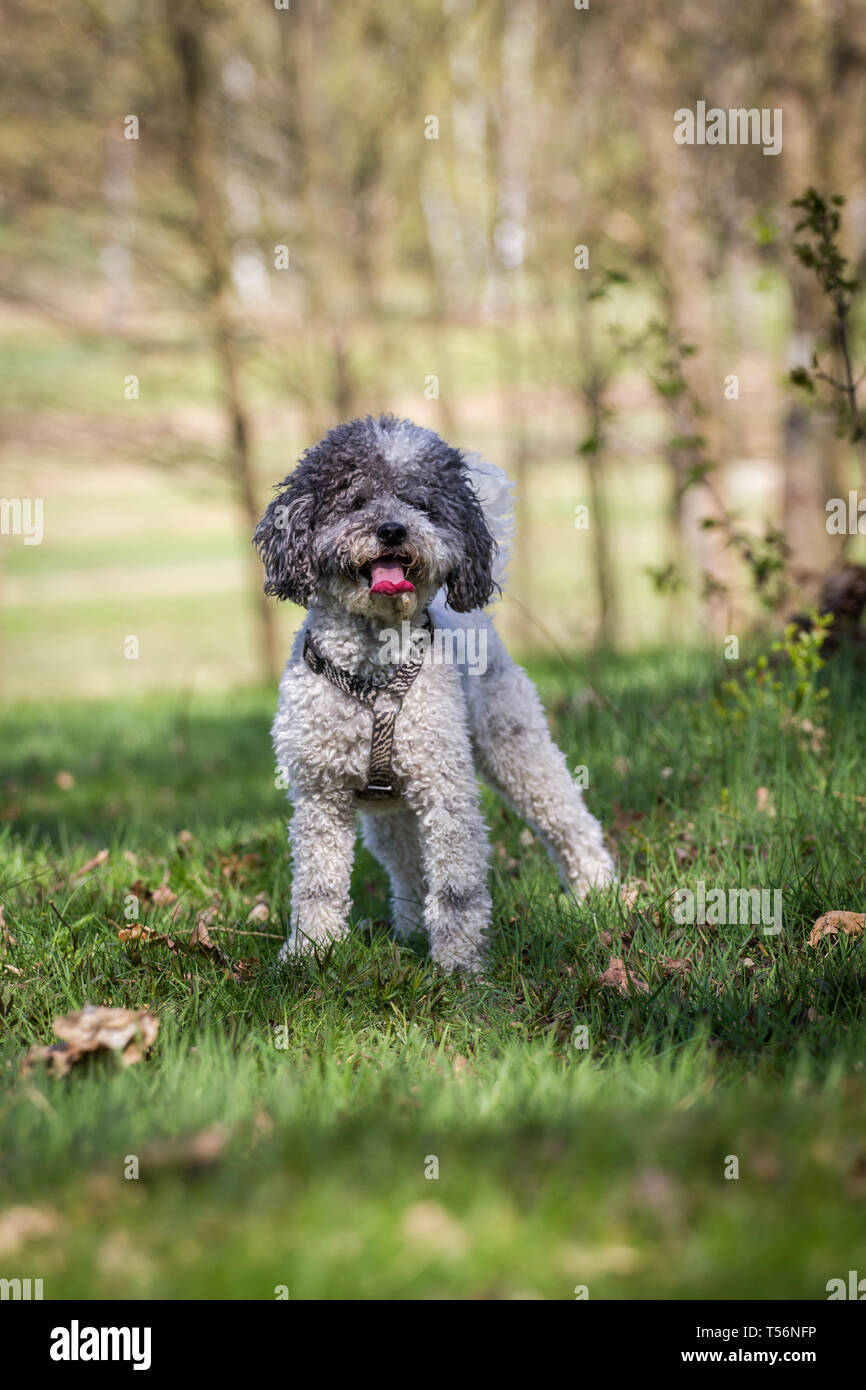 Caniche miniature (Kleinpudel) sur une journée de printemps ensoleillée Banque D'Images