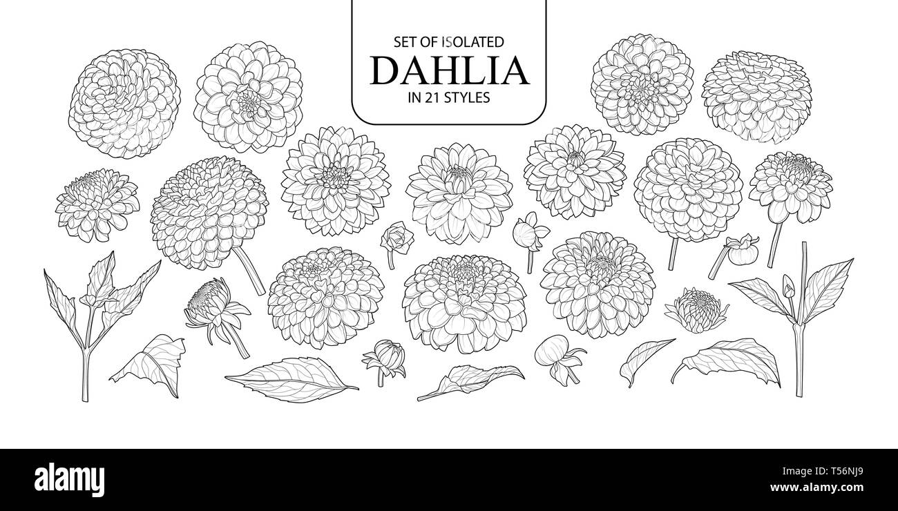 Ensemble de Dahlia isolés dans 21 styles. Cute hand drawn vector illustration fleurs en contour noir et blanc avion sur fond blanc. Illustration de Vecteur