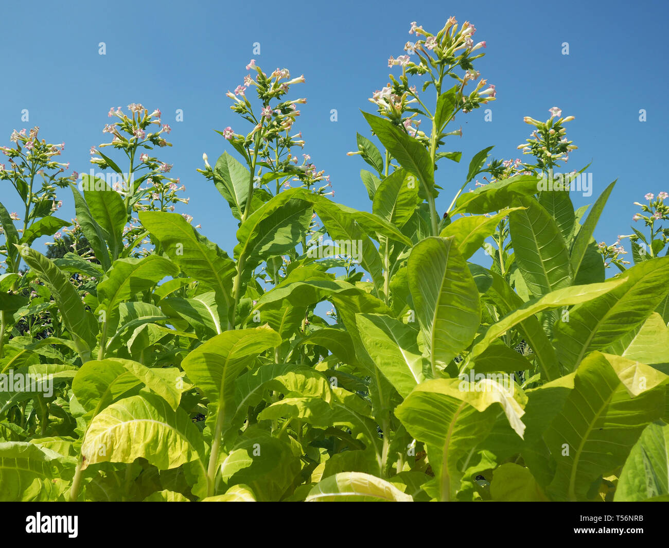 Feuilles et fleurs de tabac vert Banque D'Images