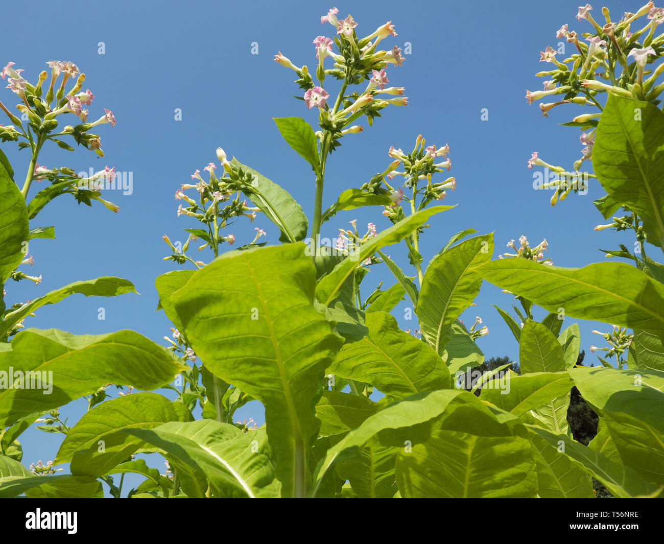 Feuilles et fleurs de tabac vert Banque D'Images