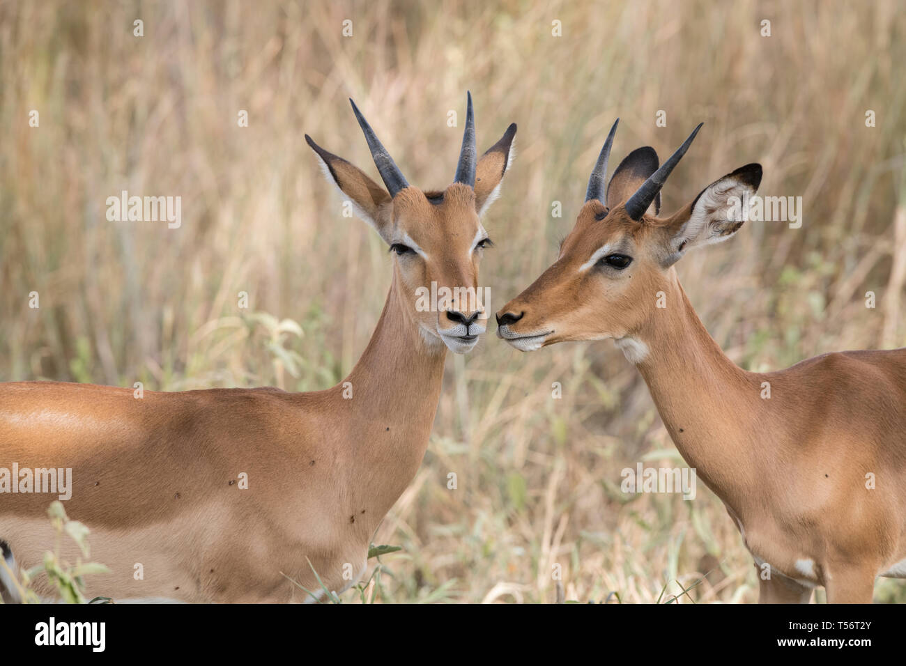 Chaque message d'autres mâles Impala, Tanzanie Banque D'Images