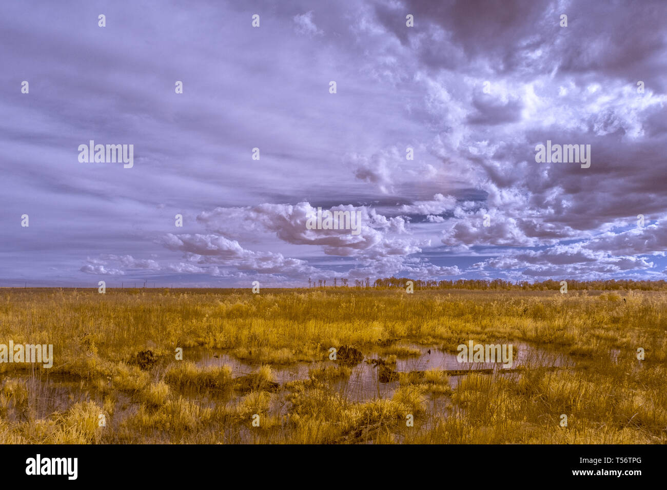 Le Great Dismal Swamp en Virginie avec un ciel surréaliste, photographié dans l'infrarouge Banque D'Images