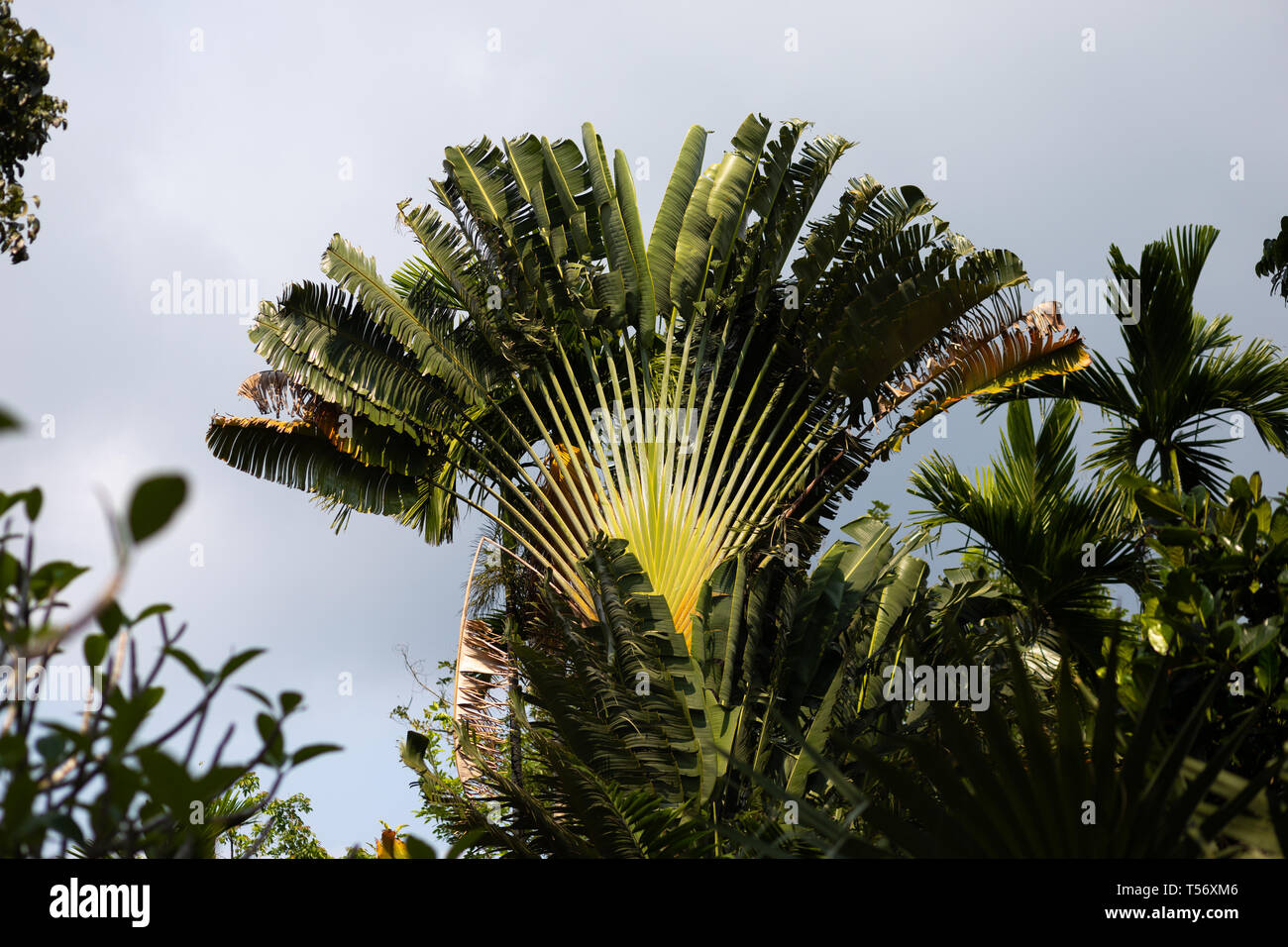 Palmiers sur une île - Ko Chang, Thaïlande, avril 2018 - Après-midi Banque D'Images