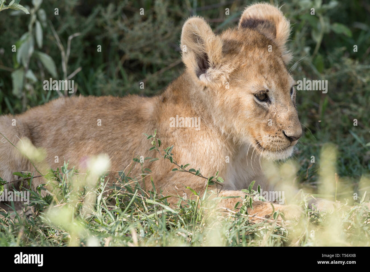 Lion cub resting, Tanzanie Banque D'Images