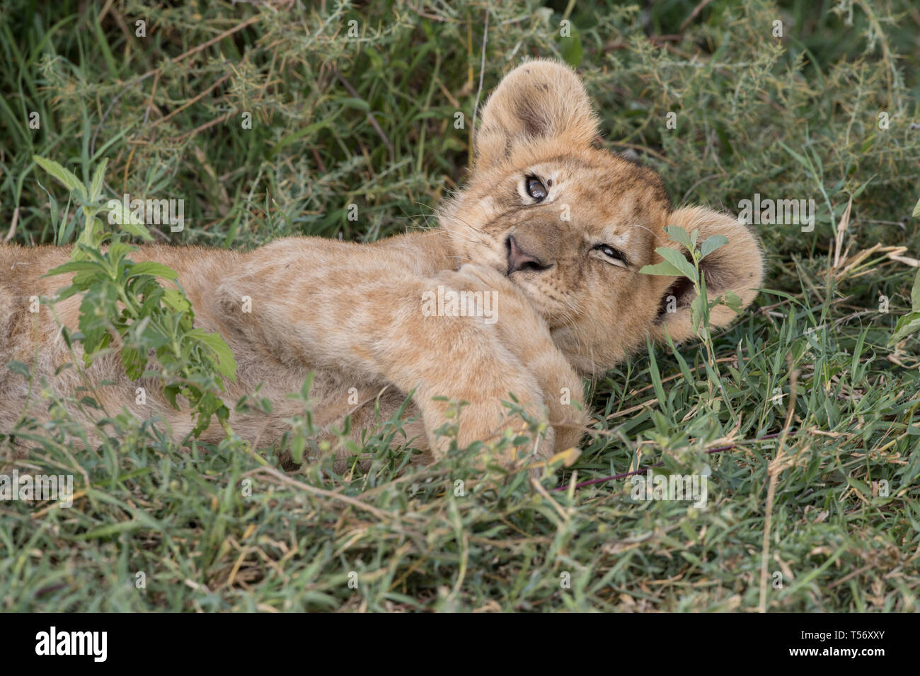 Lion cub resting, Tanzanie Banque D'Images