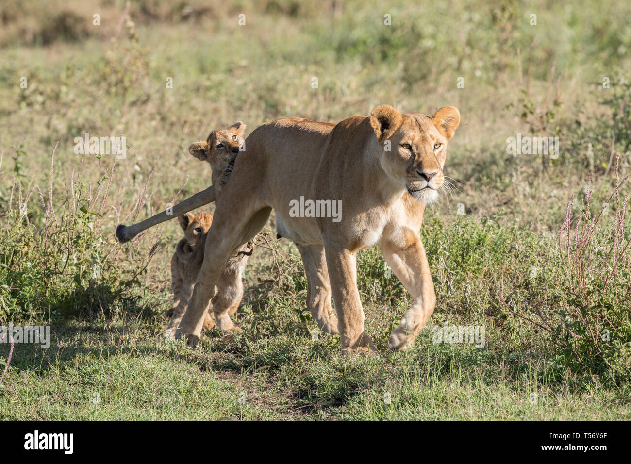 Lion cub grimper sur le dos de maman Banque D'Images