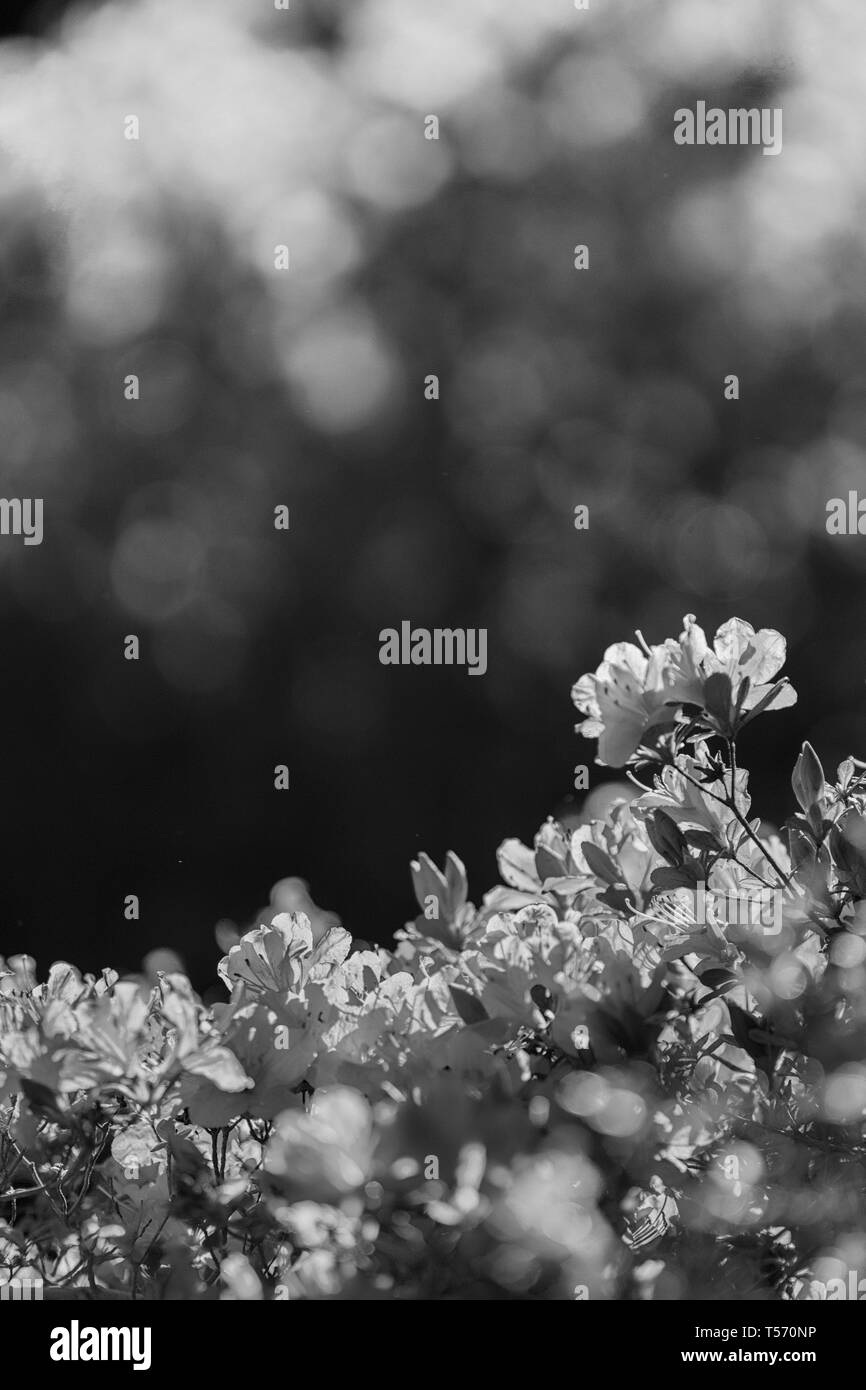 Un buisson azalée (Rhododendron) en arrière-plan transforme les fleurs en lumière magique au Biltmore Estate à Asheville, NC, USA. Banque D'Images