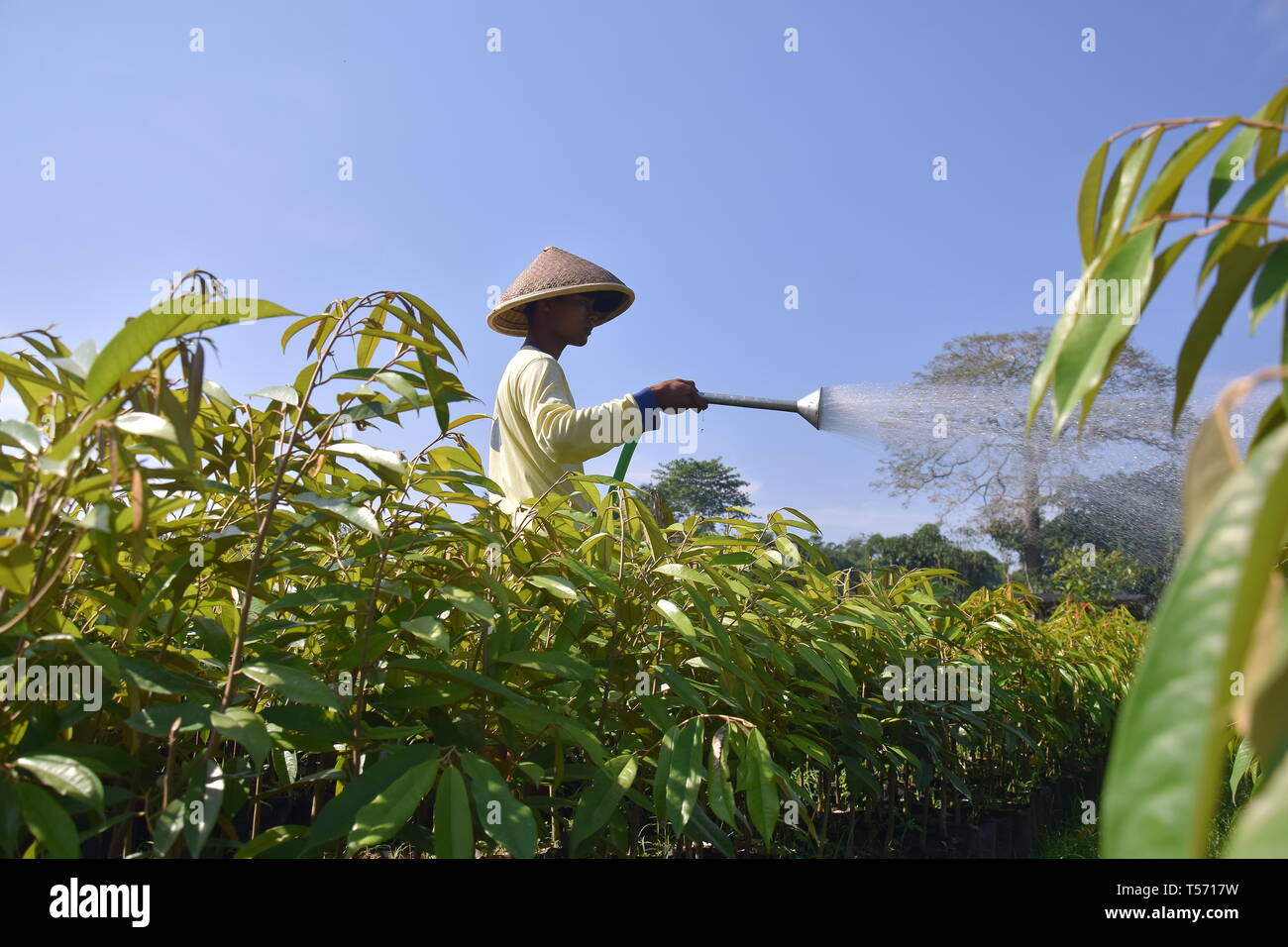 Les agriculteurs sont d'arroser le jardin Banque D'Images