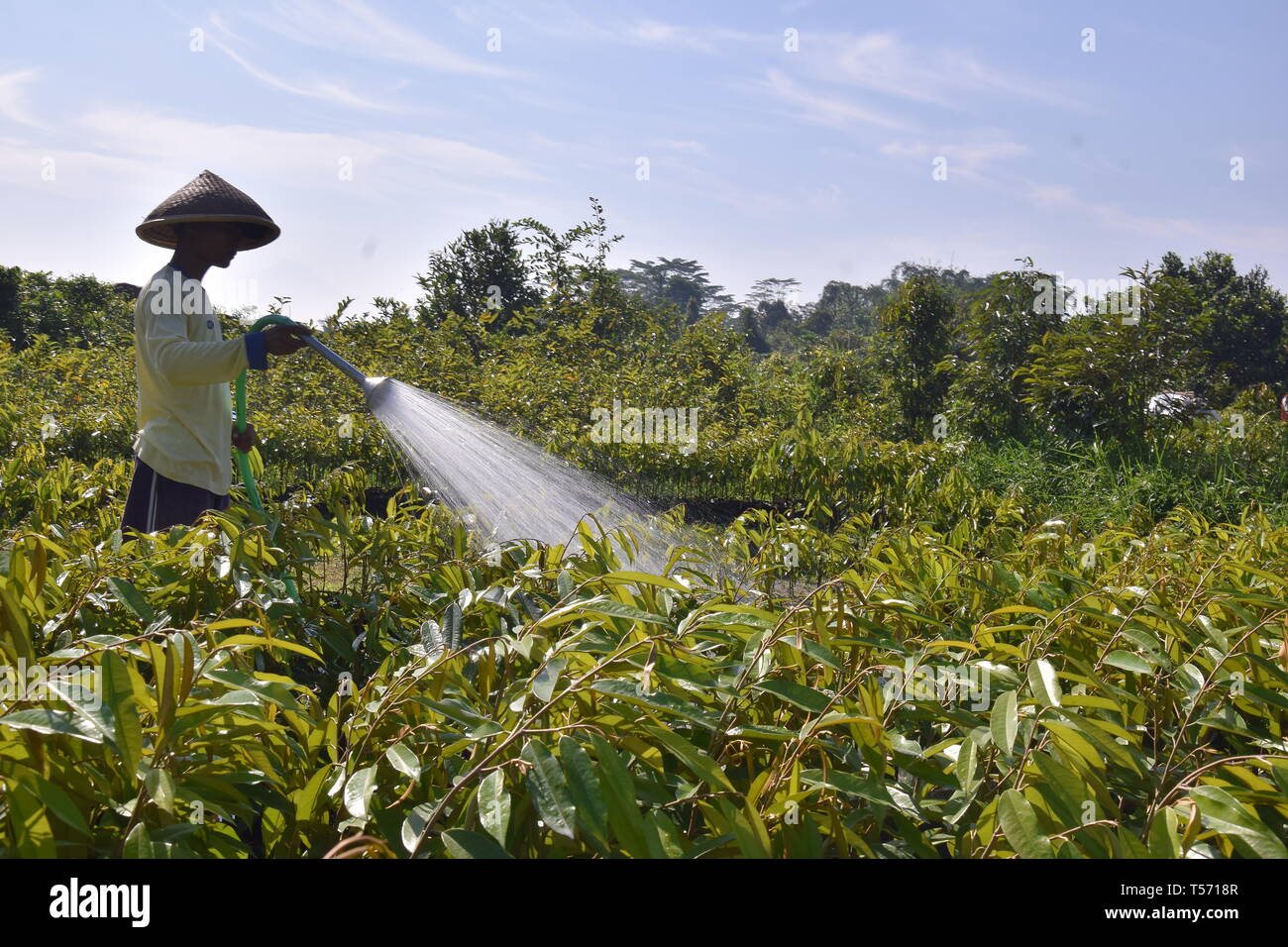 Les agriculteurs sont d'arroser le jardin Banque D'Images