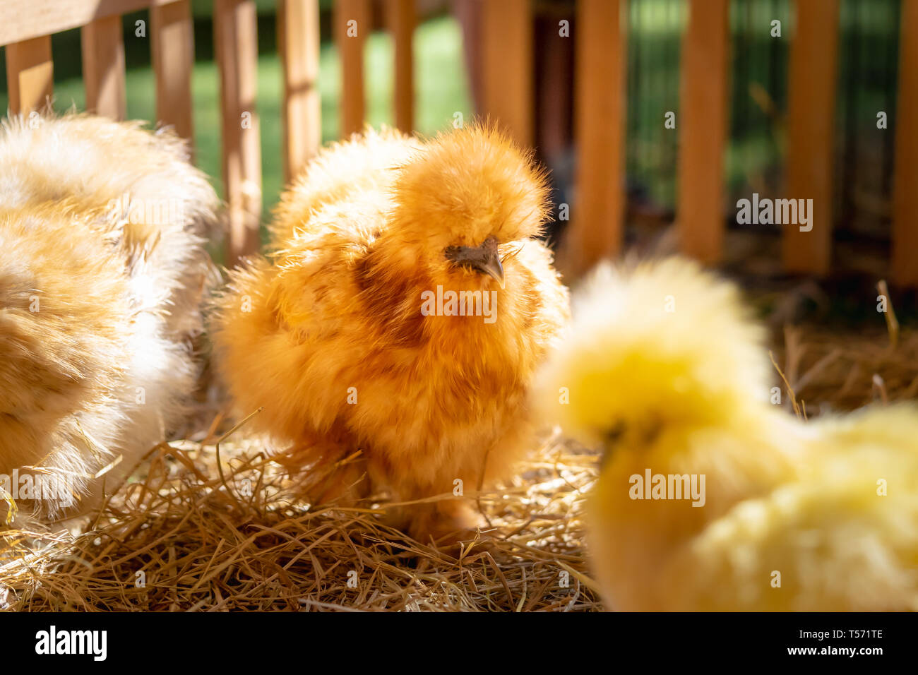 Cute silkie poulet polonaise avec fourrure jaune pluffy Banque D'Images