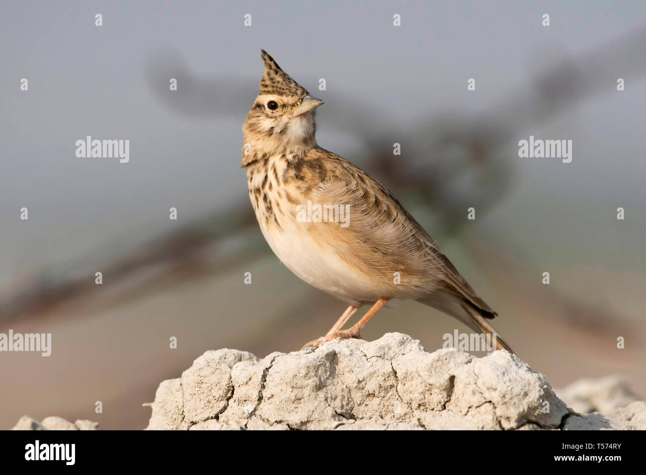 Galerida cristata Crested lark, Tal Chhapar, sanctuaire, Rajasthan, Inde. Banque D'Images