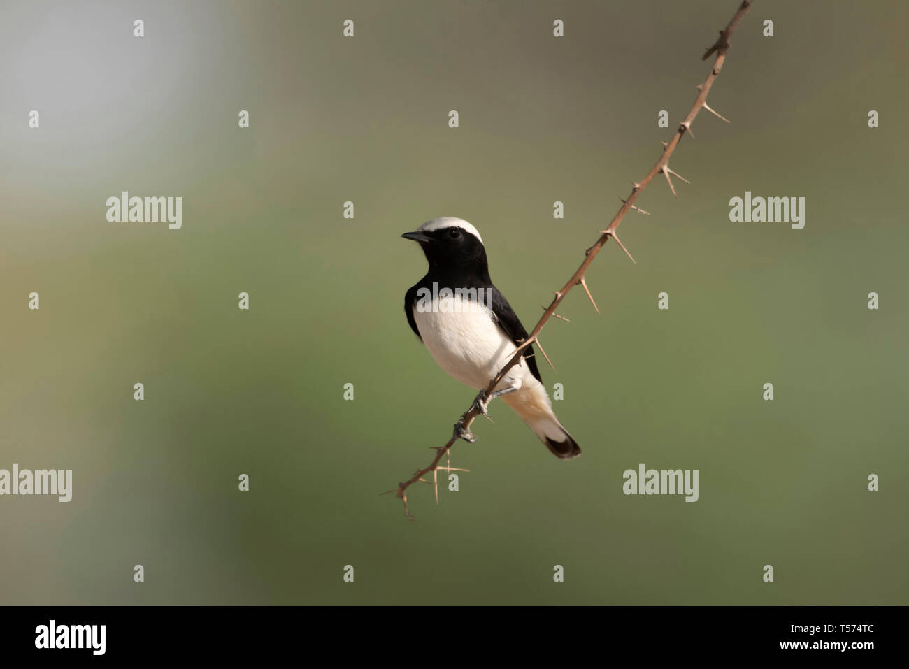 Traquet Variable Oenanthe picata, Capistrata, morph, Tal Chhapar Sanctuaire, Rajasthan, Inde. Banque D'Images