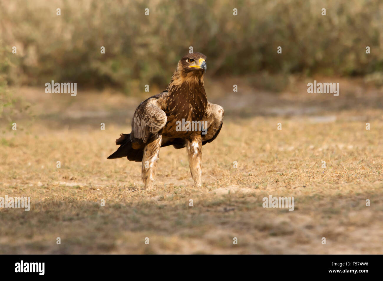 Aigle des steppes Aquila nipalensis, Tal Chhapar, sanctuaire, Rajasthan, Inde. Banque D'Images