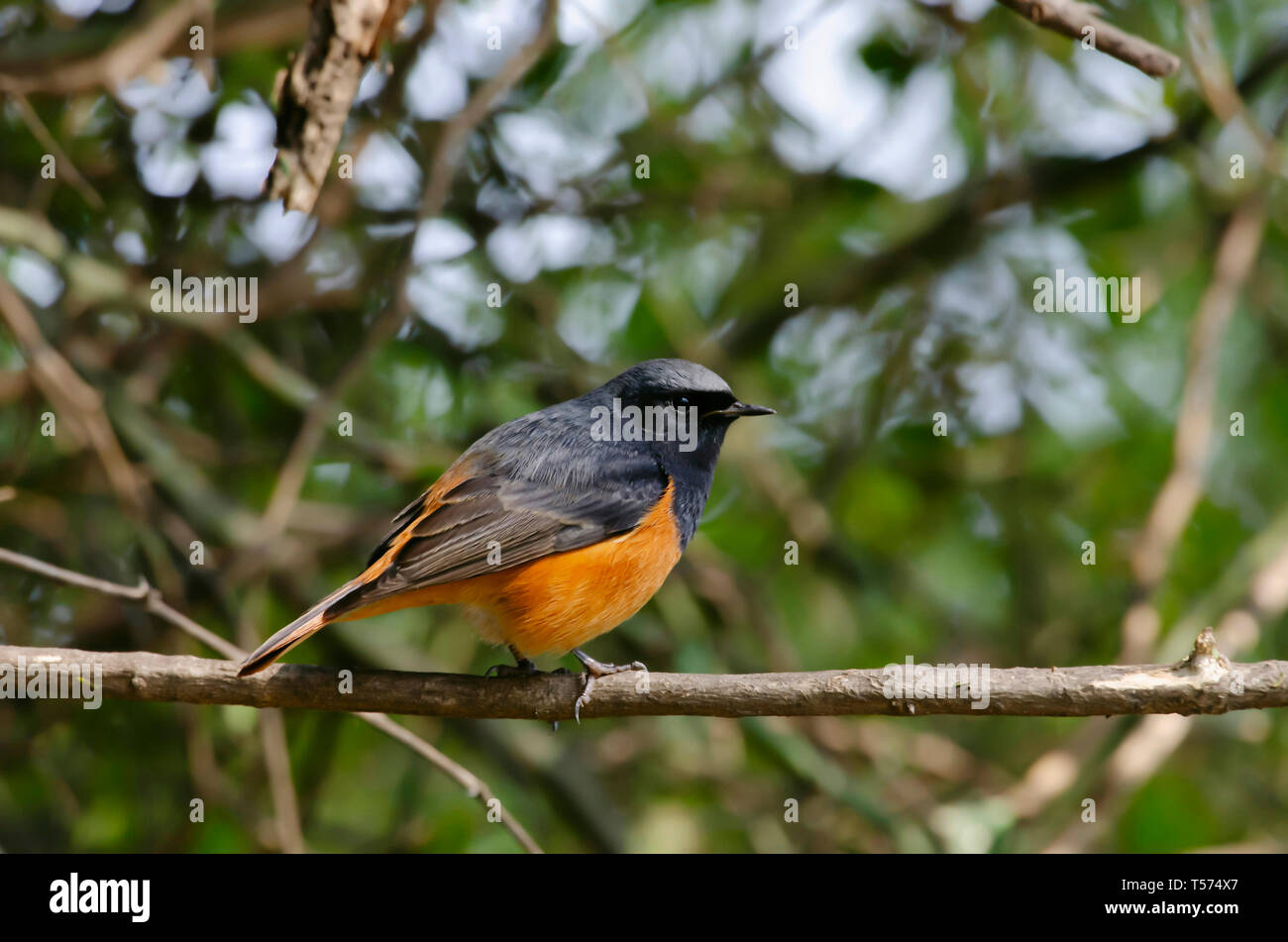 Rougequeue noir Phoenicurus ochruros,, parc national de Keoladeo, Bharatpur, Inde. Banque D'Images