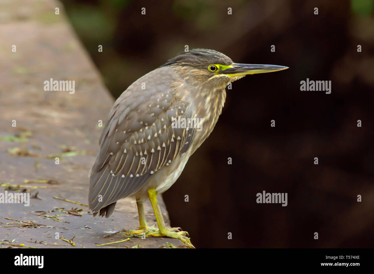 Night Heron Nycticorax juv, Genres, parc national de Keoladeo, Bharatpur, Inde. Banque D'Images