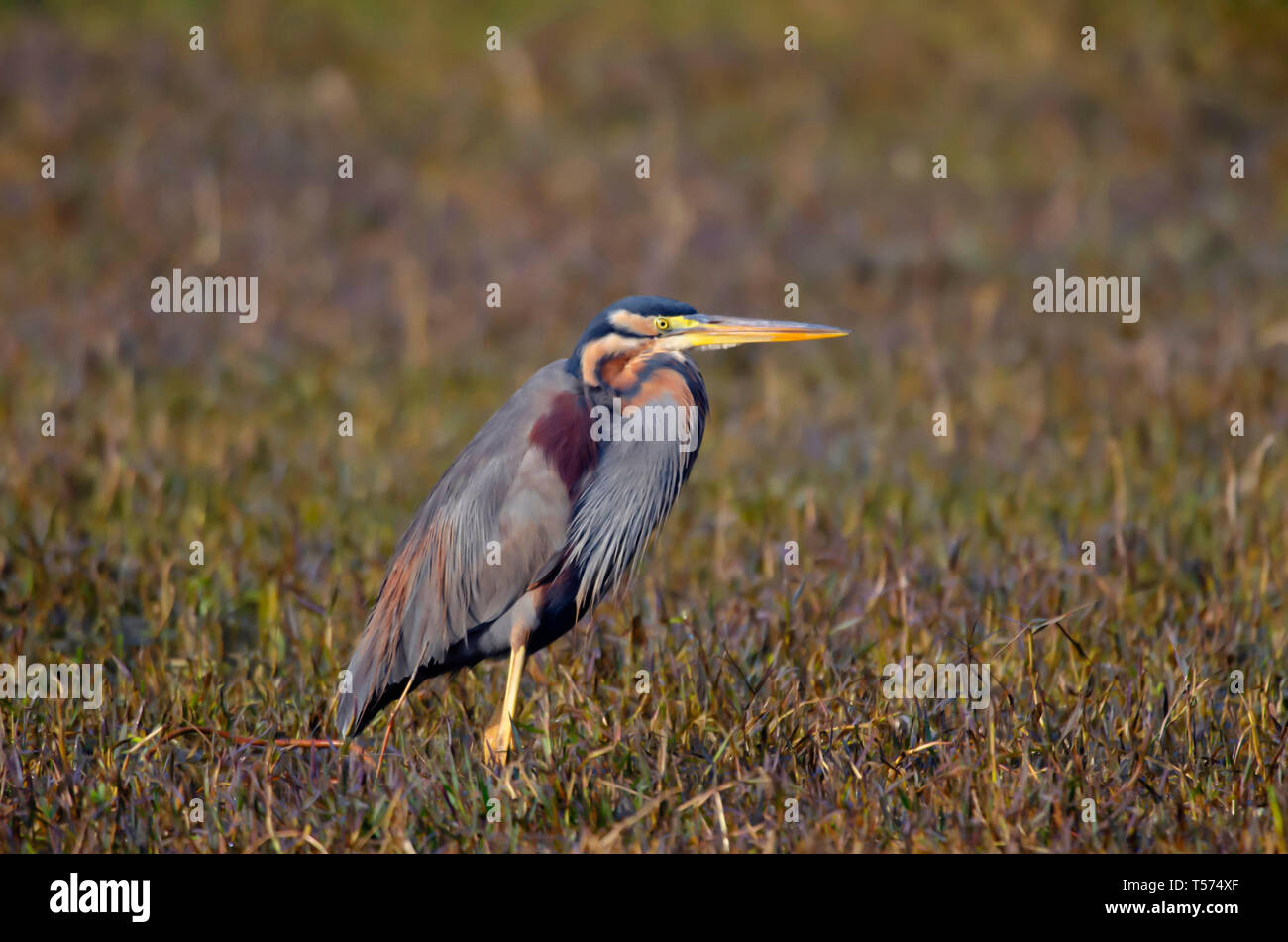 Héron pourpré Ardea purpurea, parc national de Keoladeo, Bharatpur, Inde. Banque D'Images