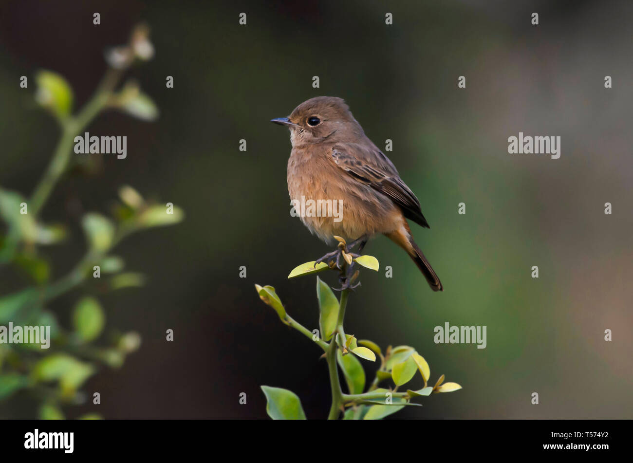 Stonechat, Saxicola rubicola, parc national de Keoladeo, Bharatpur, Inde. Banque D'Images