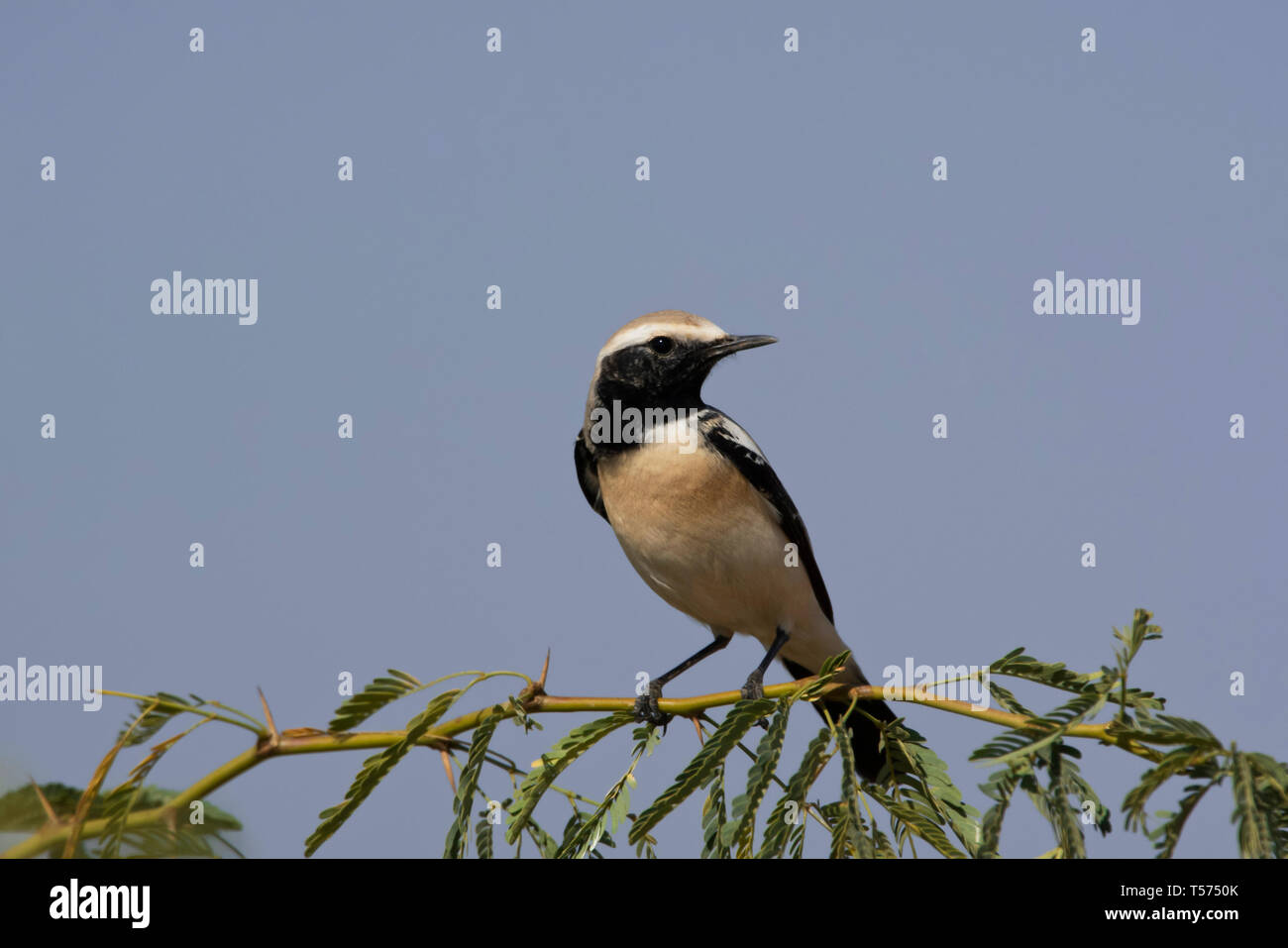 Traquet du désert Oenanthe deserti, Supérieure, Rann de Kutch, Gujarat, Inde. Banque D'Images