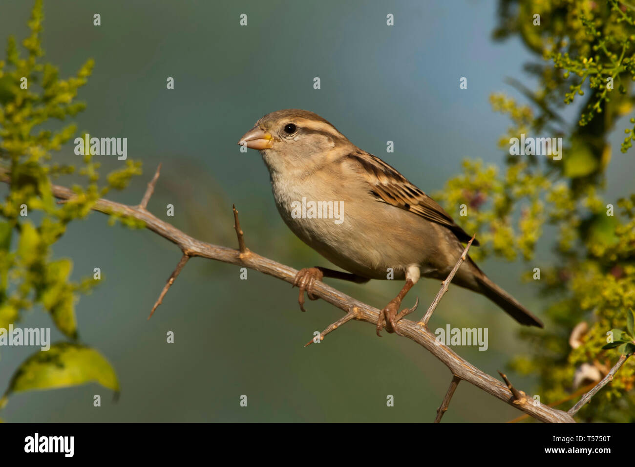 Moineau domestique Passer domesticus, Persini, une plus grande Rann de Kutch, Gujarat, Inde. Banque D'Images