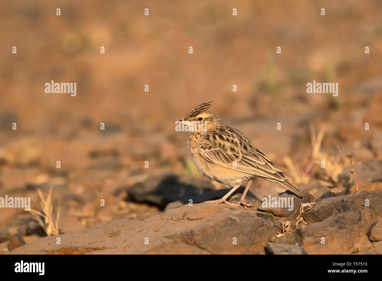 Sykes's lark Galerida, deva, une plus grande Rann de Kutch, Gujarat, Inde. Banque D'Images