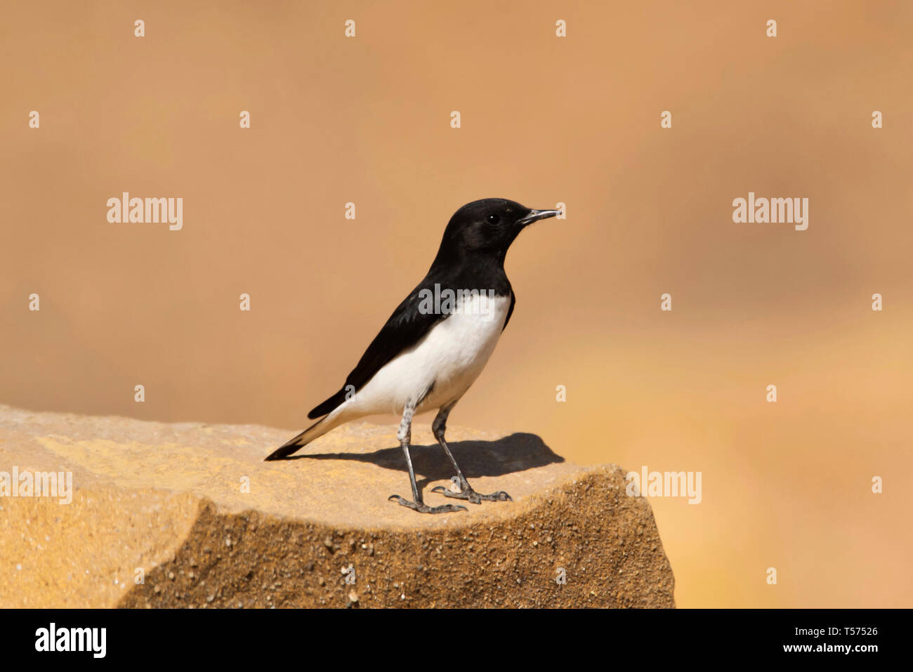 Traquet motteux, Oenanthe picata variable, une plus grande Rann de Kutch, Gujarat, Inde. Banque D'Images