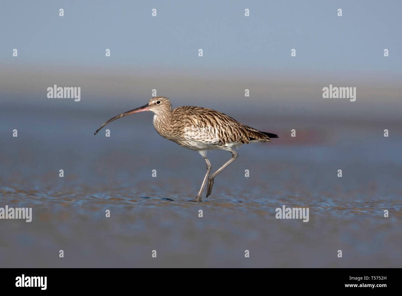 Courlis cendré courlis ou conjoint, Numenius arquata, Jamnagar, Gujarat, Inde. Banque D'Images