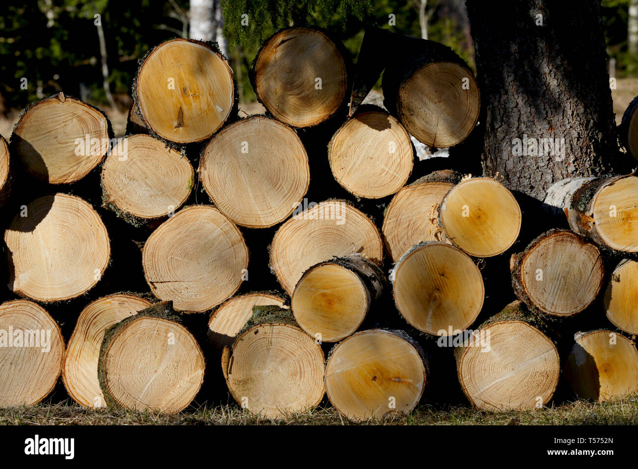 Une pile de l'épinette et le bouleau après l'exploitation forestière Banque D'Images