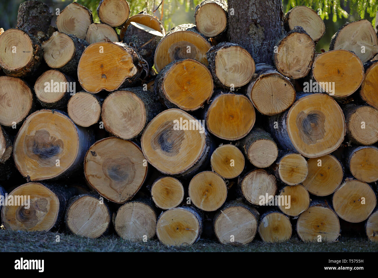 Une pile de l'épinette et le bouleau après l'exploitation forestière Banque D'Images