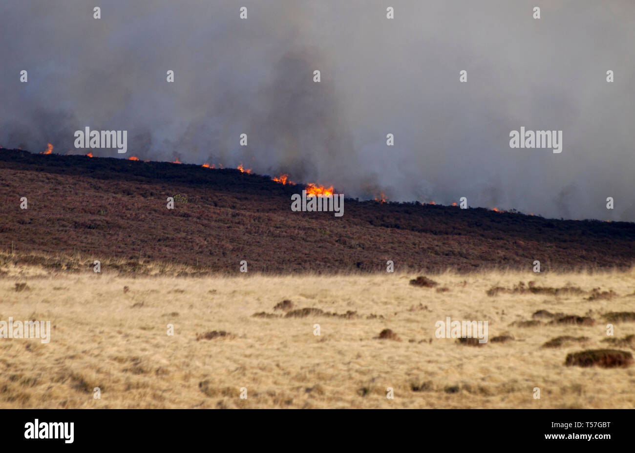 Marsden Moor Estate, Huddersfield, UK. 22 avril, 2019. La Lande de feu près de l'humidité sur vert mousse près, l'un d'une série d'incendies de unseasonal en raison d'un printemps sec et chaud. Credit : M Kyle/Alamy Live News Banque D'Images