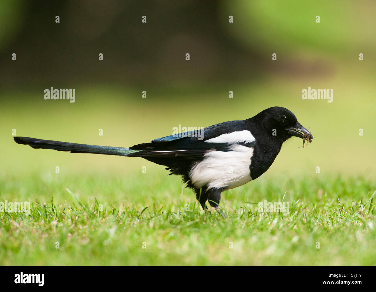 Magpie, Pica pica, également connu sous le nom de magpie à bec noir, rassemble de l'herbe et de la mousse pour le revêtement de son nid de brindilles, Queen's Park, Londres, Royaume-Uni Banque D'Images