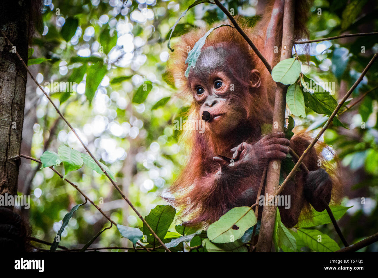 Bebe Le Plus Mignon Du Monde Pend De L Orang Outan Dans Un Arbre Dans Les Jungles De Borneo Avec Une Succursale Dans La Bouche De C Photo Stock Alamy