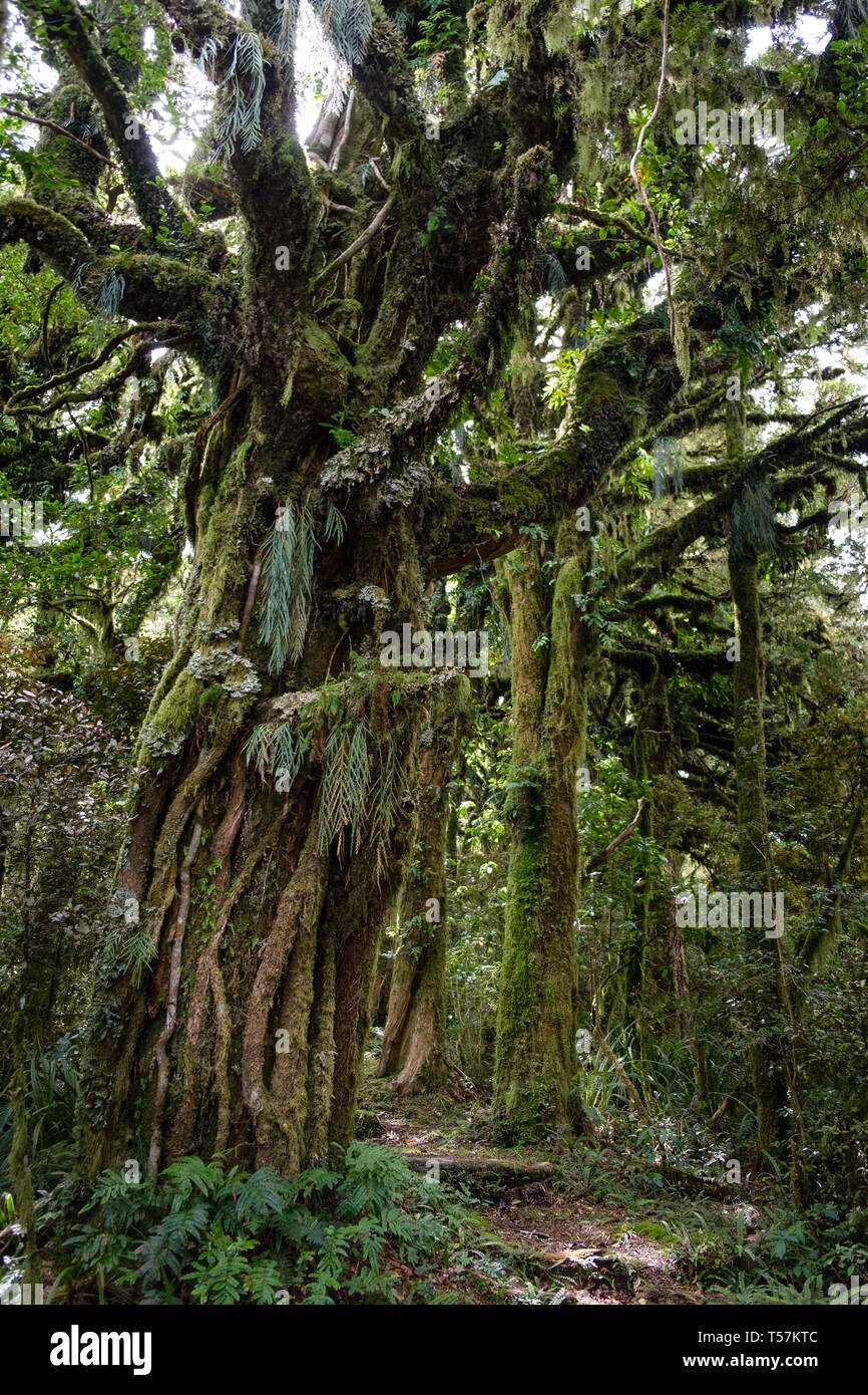 Forêt vierge à pied ci-dessous Mont Taranaki avec épiphytes , Parc National d'Egmont, près de Stratford, côte ouest de l'Île du Nord, Nouvelle-Zélande Banque D'Images