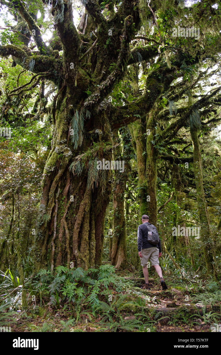 Forêt vierge à pied ci-dessous Mont Taranaki avec épiphytes , Parc National d'Egmont, près de Stratford, côte ouest de l'Île du Nord, Nouvelle-Zélande Banque D'Images