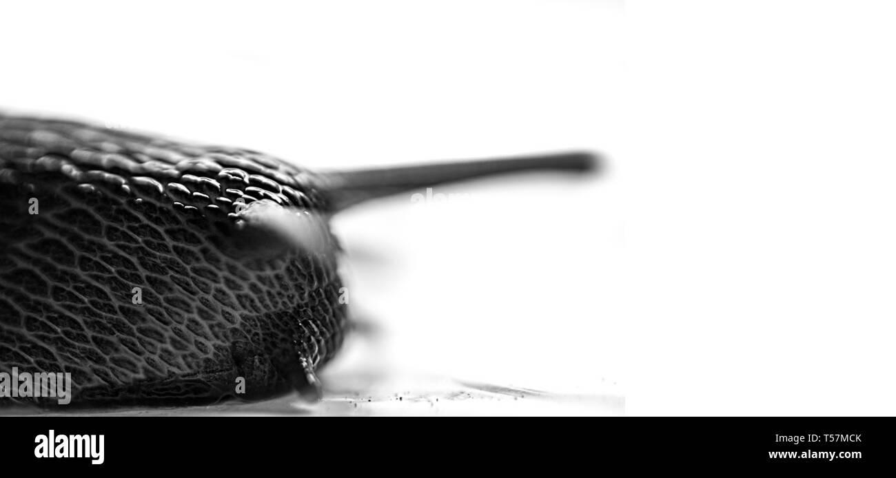 Vue rapprochée d'un gris brun foncé petites limaces tropicales, Leech, avec l'escargot blanc contre shell en backgrpund point sélectives Banque D'Images