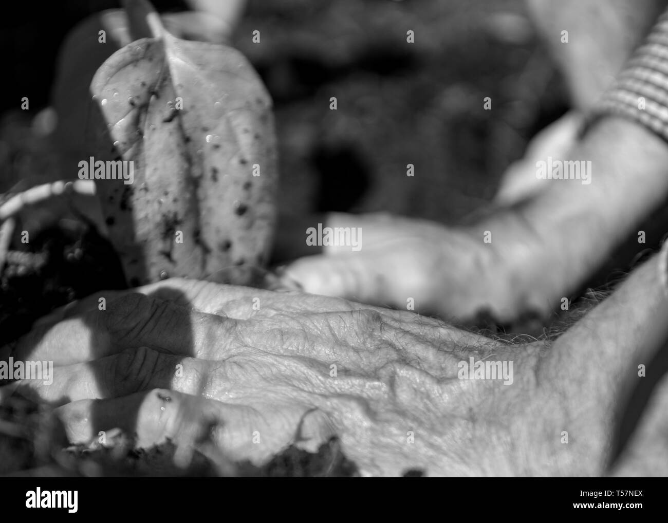 Le Yorkshire, UK. Un homme âgé est assis sur le plancher de sa literie tournesols dans le sol après la culture des semis dans la maison familiale. Banque D'Images