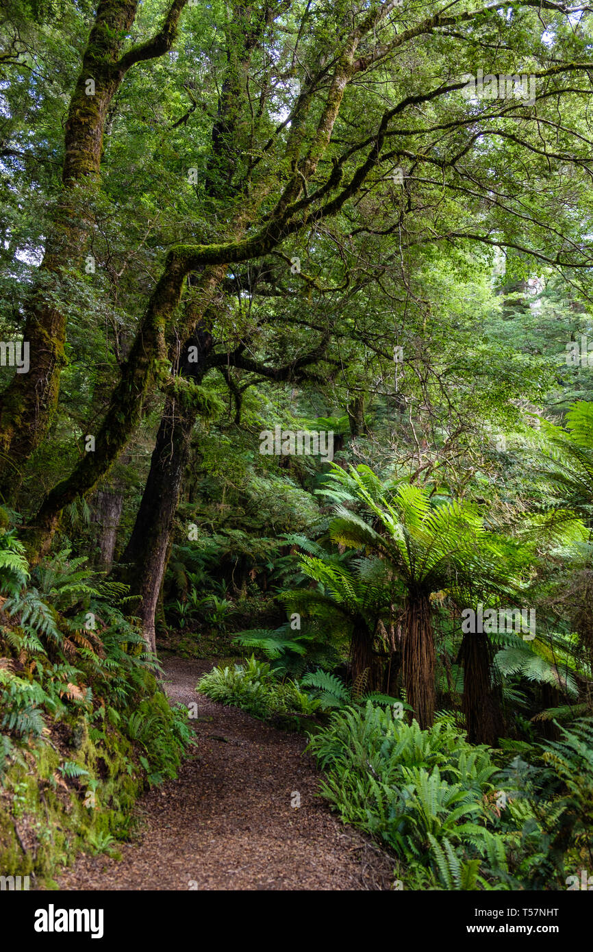 Sentier à travers forêt vierge au lac d'Waikareiti Te Urewera, Hawkes Bay, North Island, New Zealand Banque D'Images