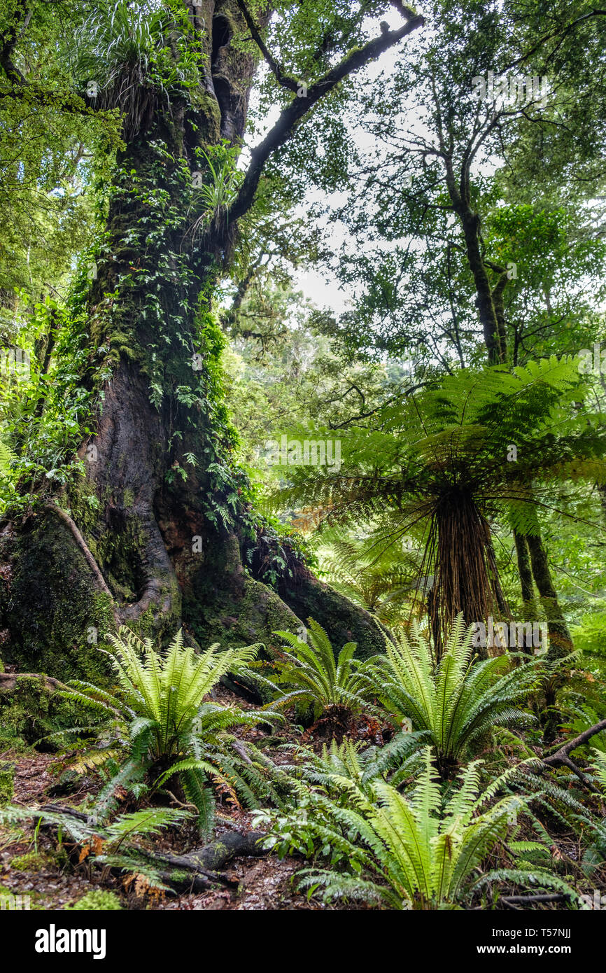 Sentier à travers forêt vierge avec épiphytes au lac de Waikareiti Te Urewera, Hawkes Bay, North Island, New Zealand Banque D'Images